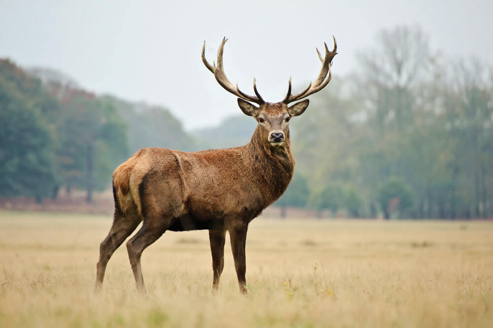 buck in field